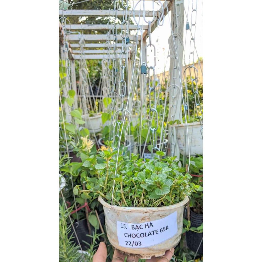 Cây bạc hà thơm ngát