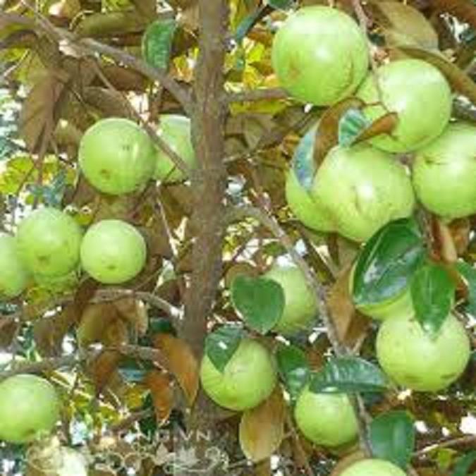 CÂY GIỐNG Vú sữa Lò Rèn