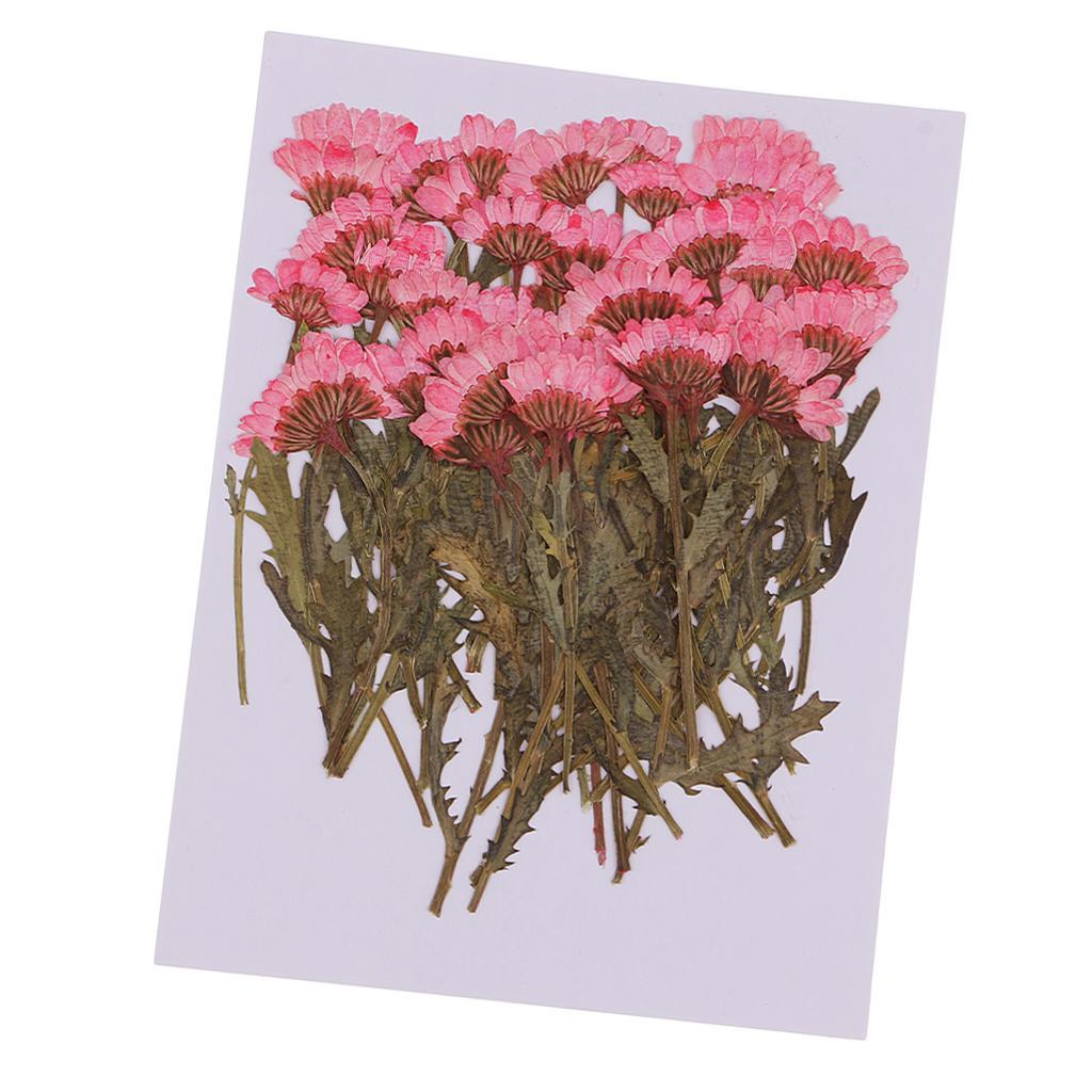 100pcs Pressed Flower Real Dried Flowers 2 Styles Of Rose And Chrysanthemum For Decorations And Crafts Supplying Great Gifts