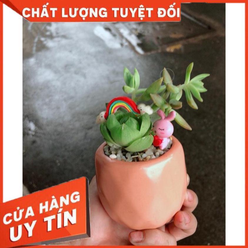 Chậu sen đá tiểu cảnh 5