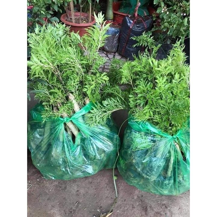 Cây Đinh Lăng chuẩn giống lá nhỏ