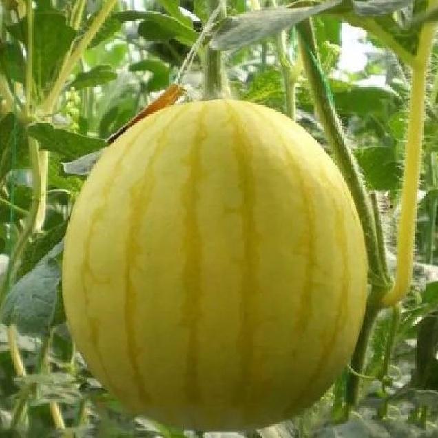 Combo 5 gói Hạt giống dưa hấu vỏ vàng ruột đỏ -gói 10 hạt - tặng kèm 1 gói phân bón