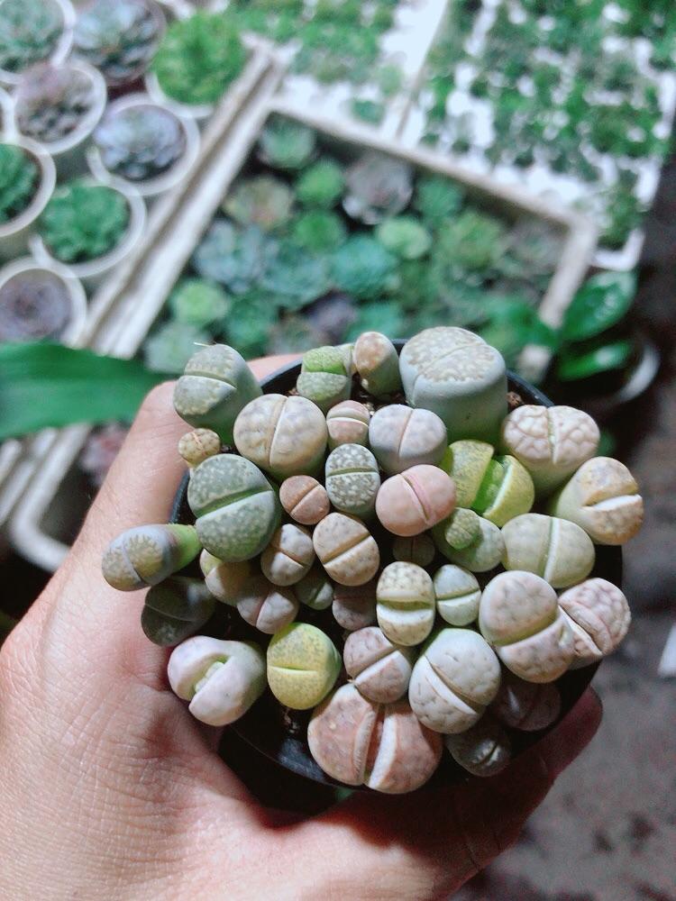 Hoa Sỏi - Thạch Lan