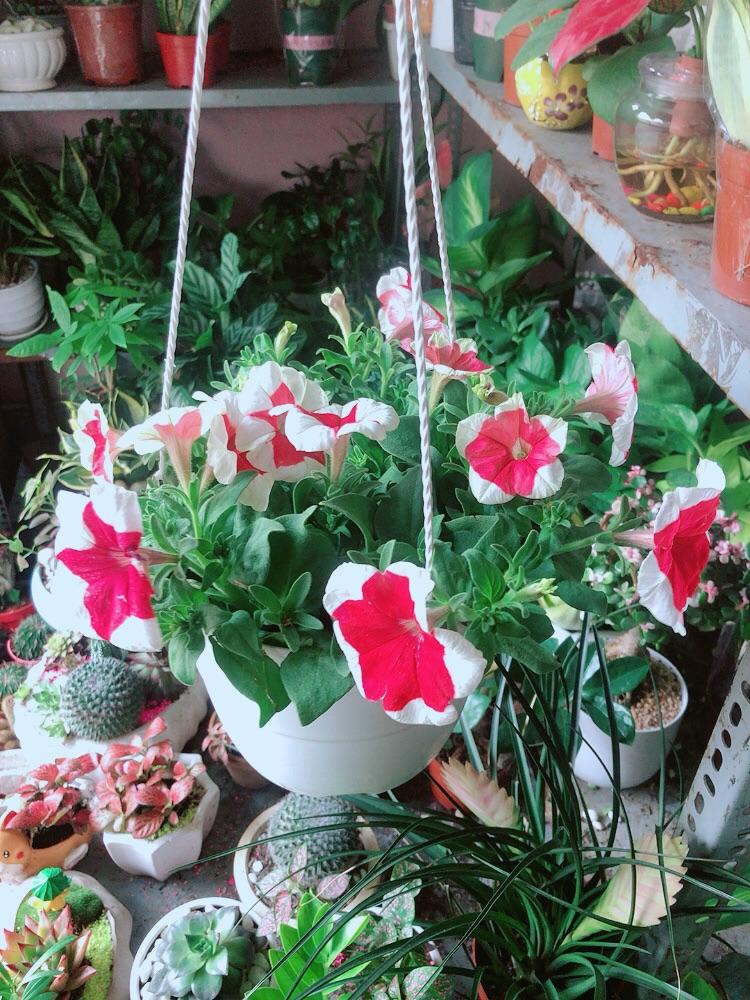 Chậu Cây Dạ Yến Thảo Đỏ Viền Trắng