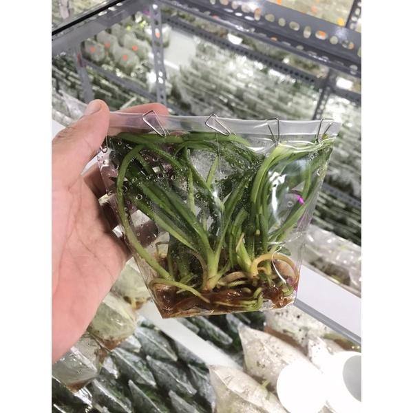 Lan kiếm giống số 1 thái hàng gieo hạt