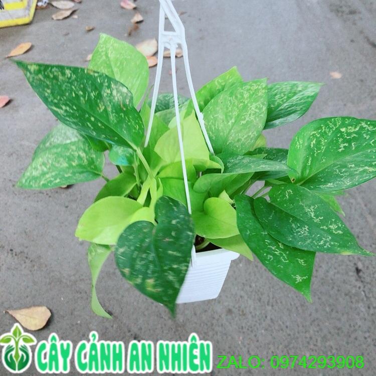 Trầu Bà Thái Vàng