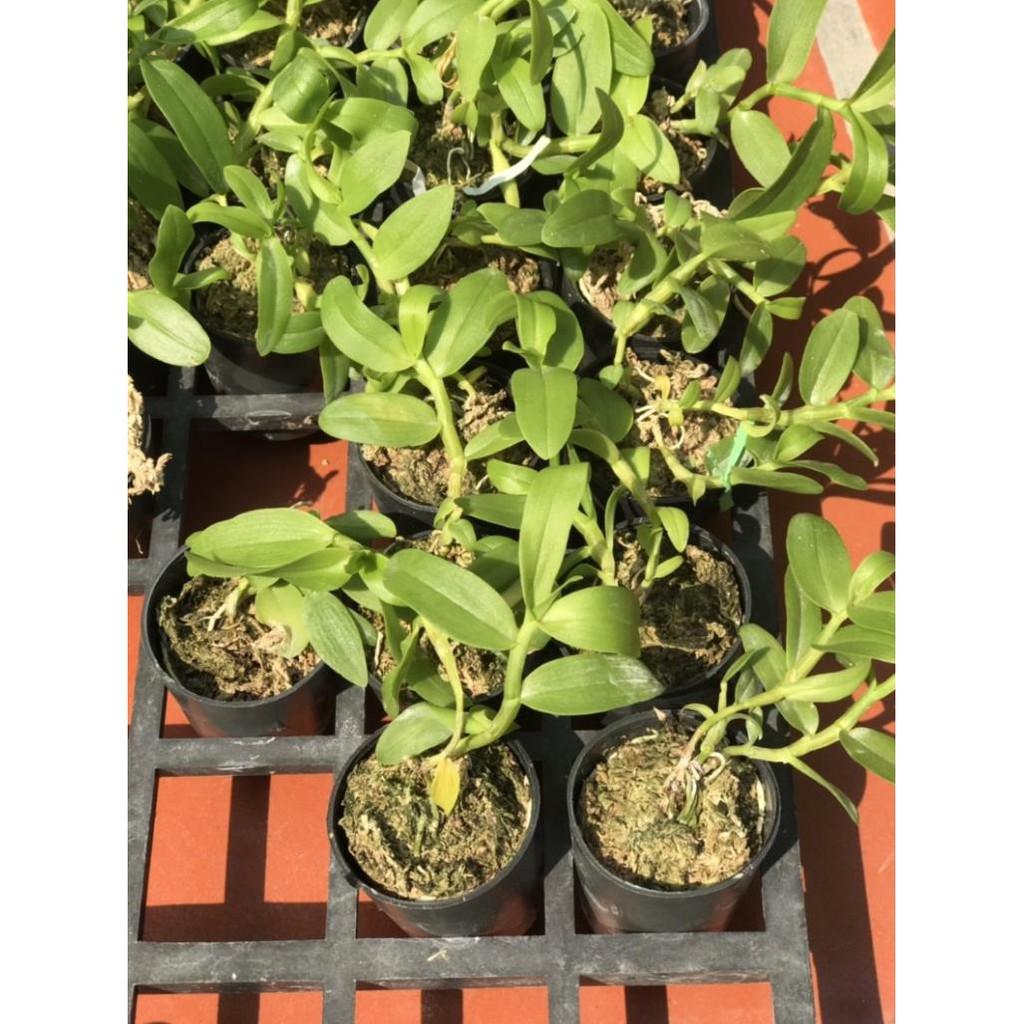 5ct gieo hạt côc giống