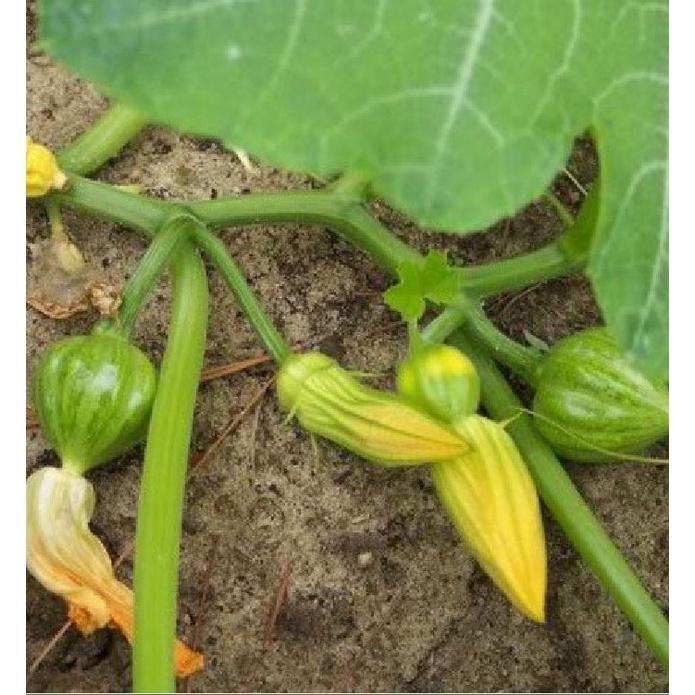 Hạt giống bí siêu nụ CT13 - Gói 10 hạt