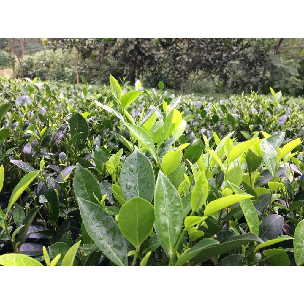 CÂY GIỐNG CHÈ XANH THÁI NGUYÊN.