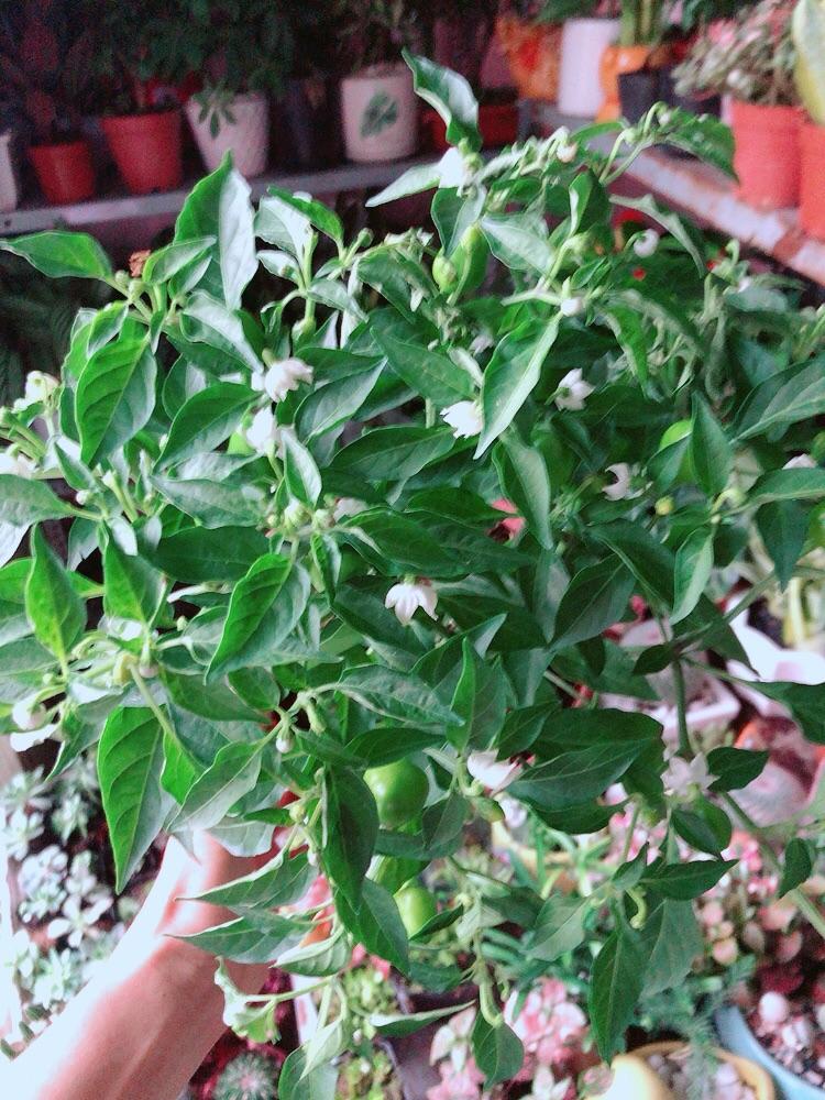 Cây Ớt Kiểng