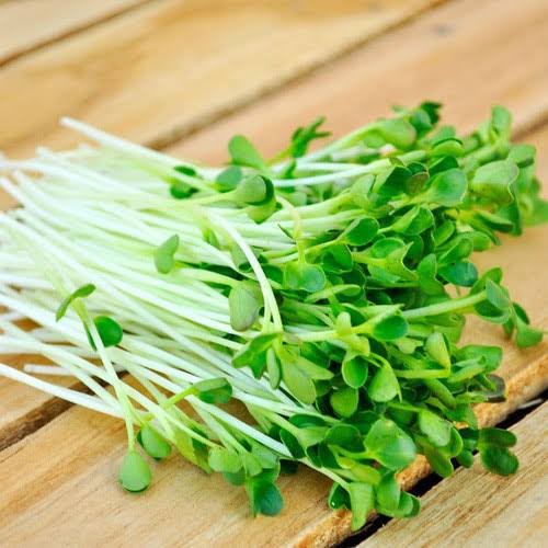 HẠT GIỐNG RAU MẦM PHÚ NÔNG 50GRAM