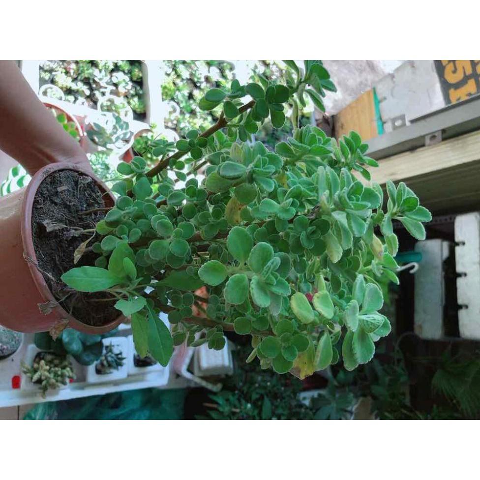 Sen đá nhất mạc hương kèm chậu sứ Bán Chạy
