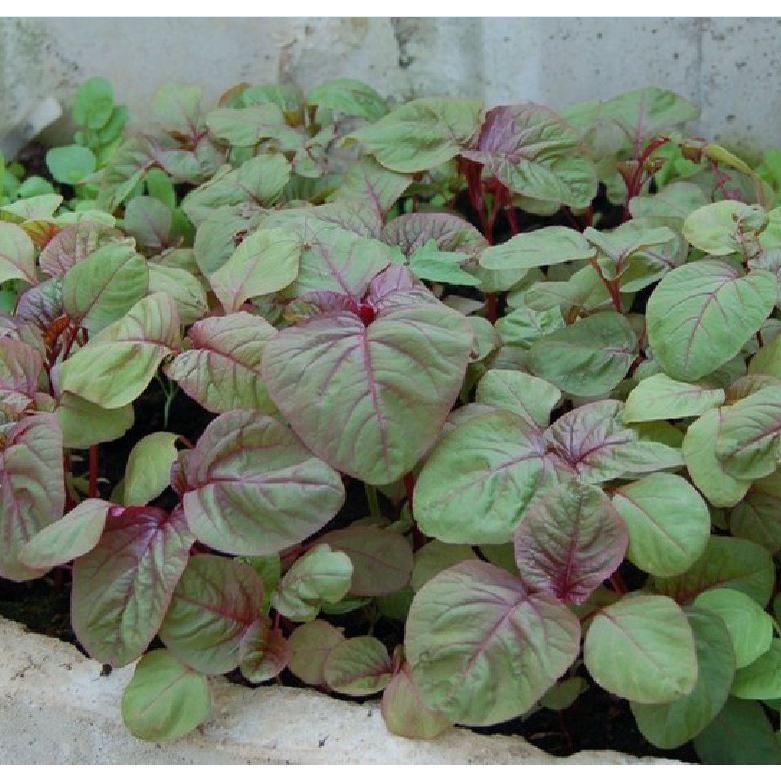 Hạt Giống Dền Tiều - Gói 1Kg