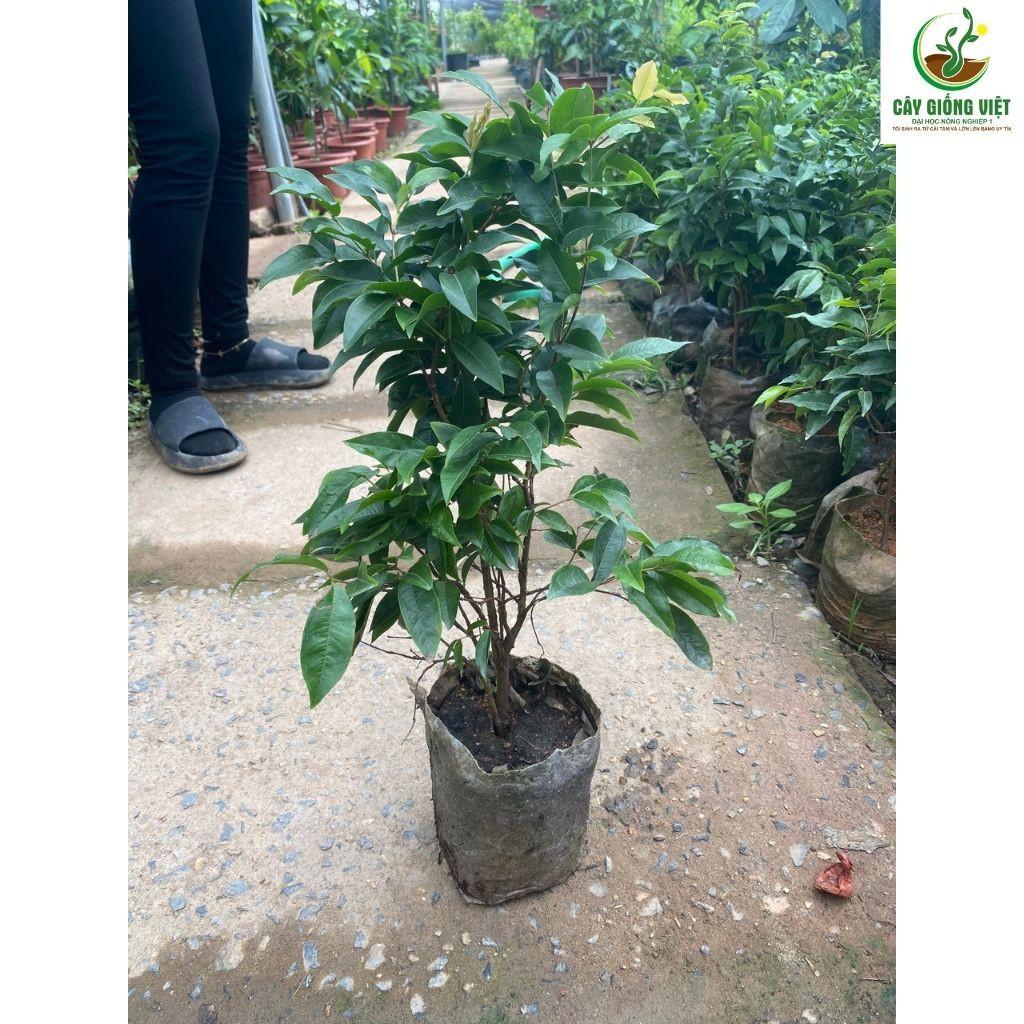 Cây Nho Thân Gỗ Bầu KHỏe CAo 50cm