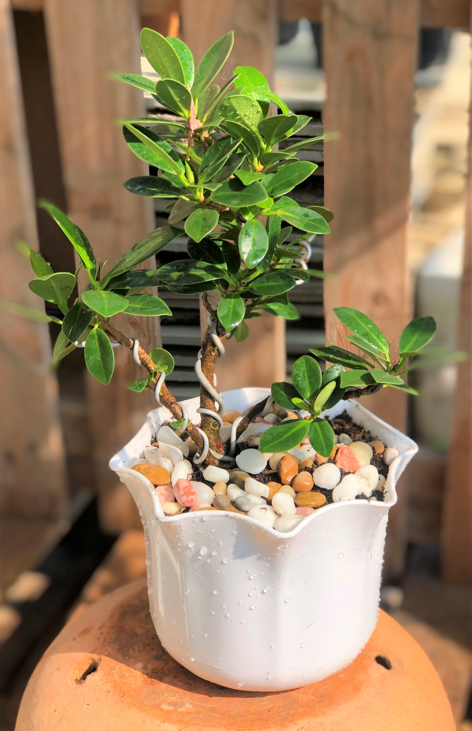 Cây si Nhật dáng bonsai
