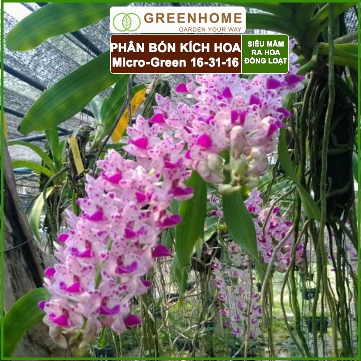 Phân Bón Ra Hoa, Greenhome, Micro Green, Gói 10gr, Tạo Mầm Hoa Cực Mạnh, Thúc Đẩy Ra Hoa Đồng Loạt, Hoa To, Lâu Tàn