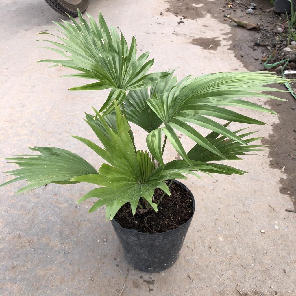 Cây cọ nhật phong thuỷ, Chiều cao 25cm gốc to khoẻ tán lá đẹp bắt mắt sức chống chịu cực tốt thích hợp trang trí sân vườ