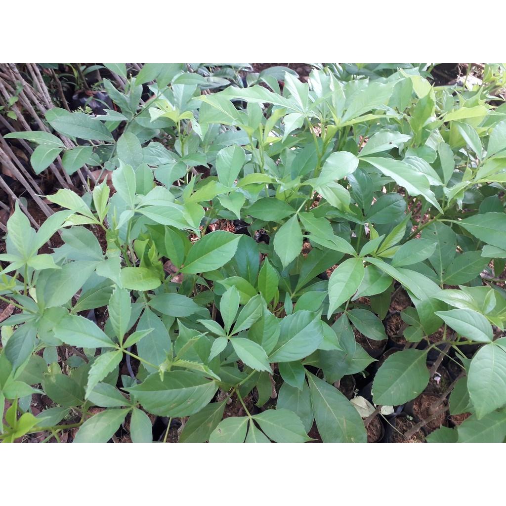 CÂY GIỐNG BAO BÁP .(