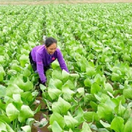 Hạt giống cây trạch tả,hạt giống chuẩn f1 -1 gói 2 gram