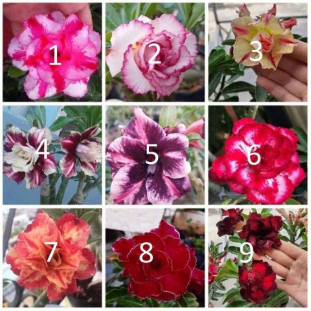 Sứ thái cây giông mix mau