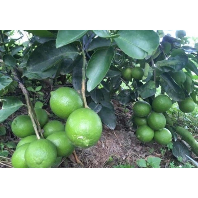 Cây giống Chanh Giấy Limca