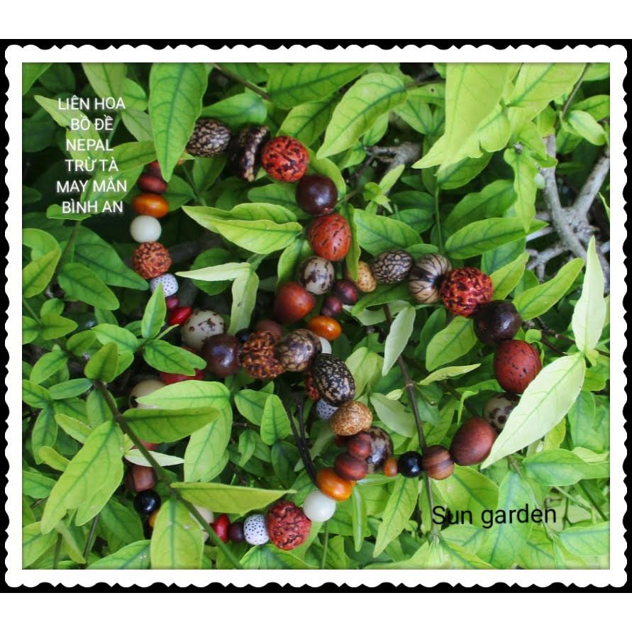 VÒNG TAY BÌNH AN LIÊN HOA BỒ ĐỀ NEPAL