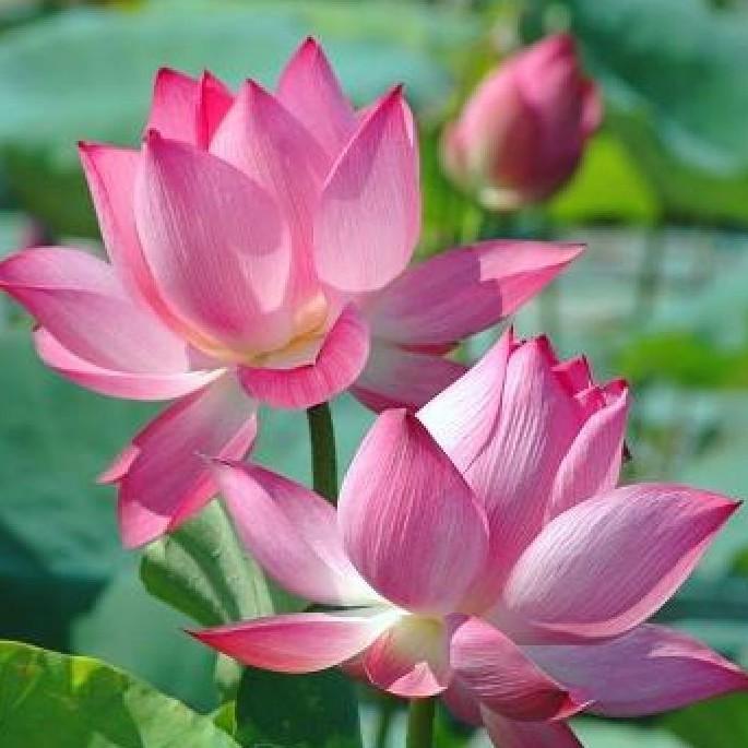 Hạt Giống Hoa Sen Ta 10 hạt/gói