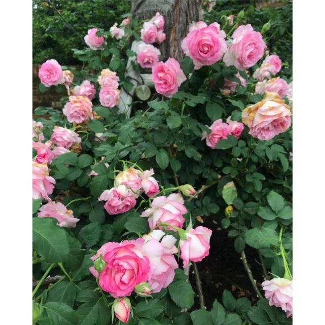 Hoa hồng Bien rose - cây hoa hồng đẹp nguyên bản