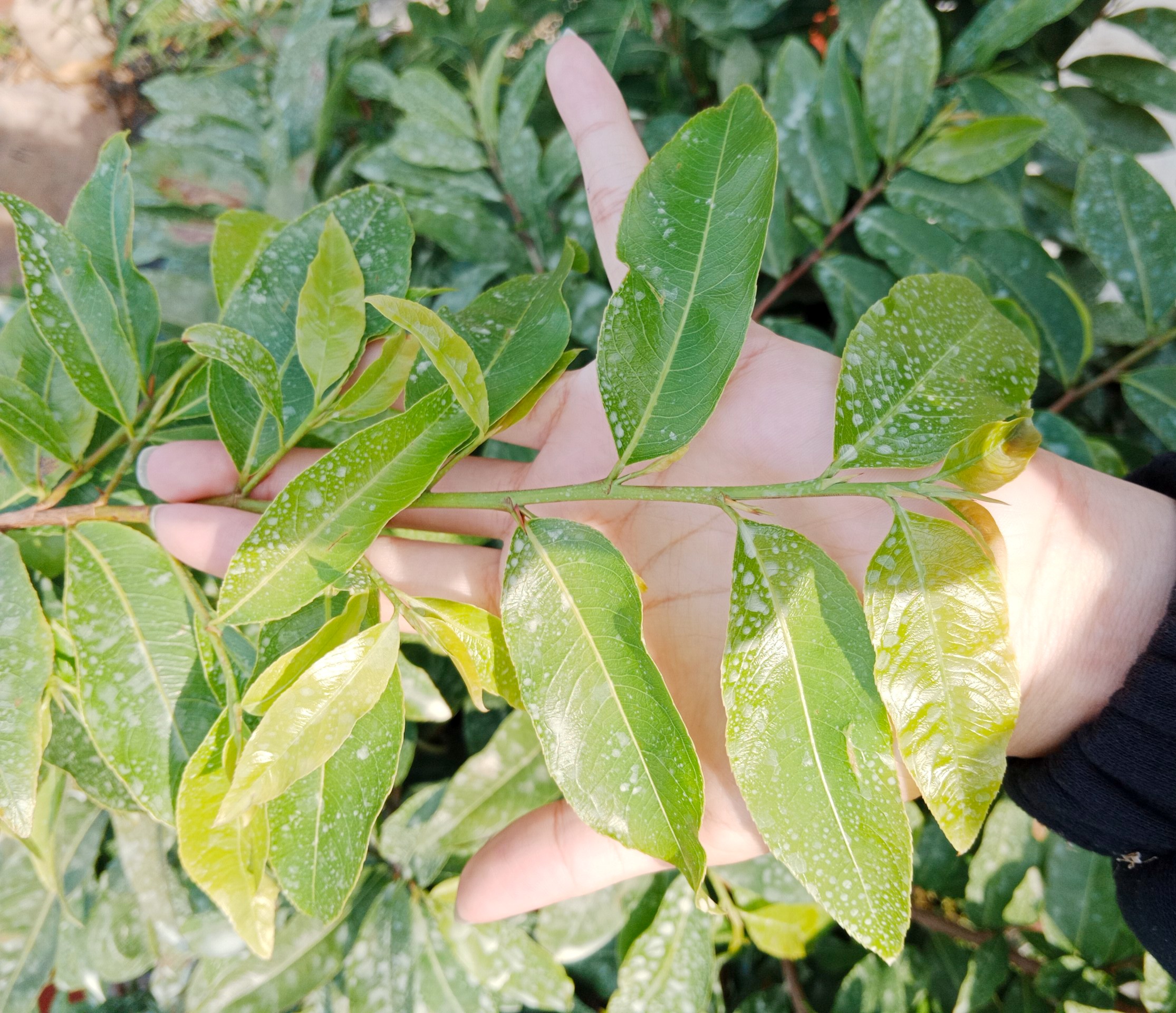 PHÂN BÓN BUNG ĐỌT, MƯỚT LÁ, MẬP ĐỌT CHUYÊN DÙNG CHO CÂY KIỂNG/MAI VÀNG - SIÊU BUNG ĐỌT CHAI 500ML/CHAI 1L VÀ CAN 5L