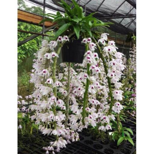 Phi điệp 5 cánh trắng 5ct HỌNG HỒNG hàng gieo hạt