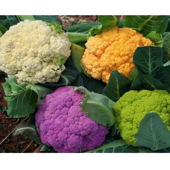 Hạt giống súp lơ nhiều màu