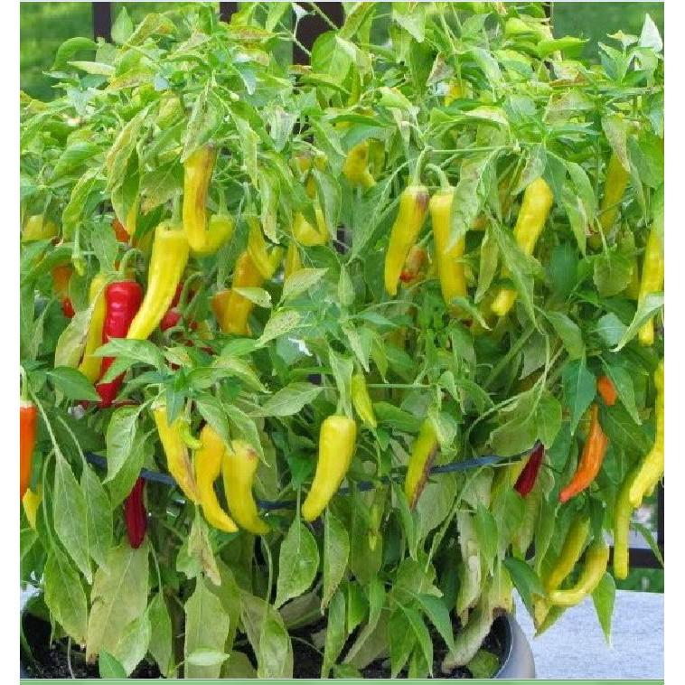 Hạt giống ớt sừng vàng F1 Châu phi - 1 gói 0,1gram