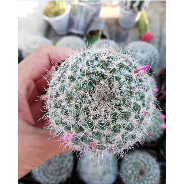 Hạt giống hoa xương rồng bánh sinh nhật - 1 gói 20 hạt