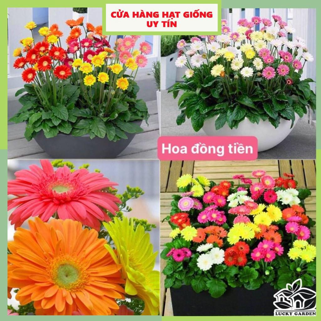 Hạt giống hoa đồng tiền kép dễ trồng nhiều màu tuổi thọ cao gói 150 hạt nhà cửa và đời sống cửa hàng hạt giống uy tín