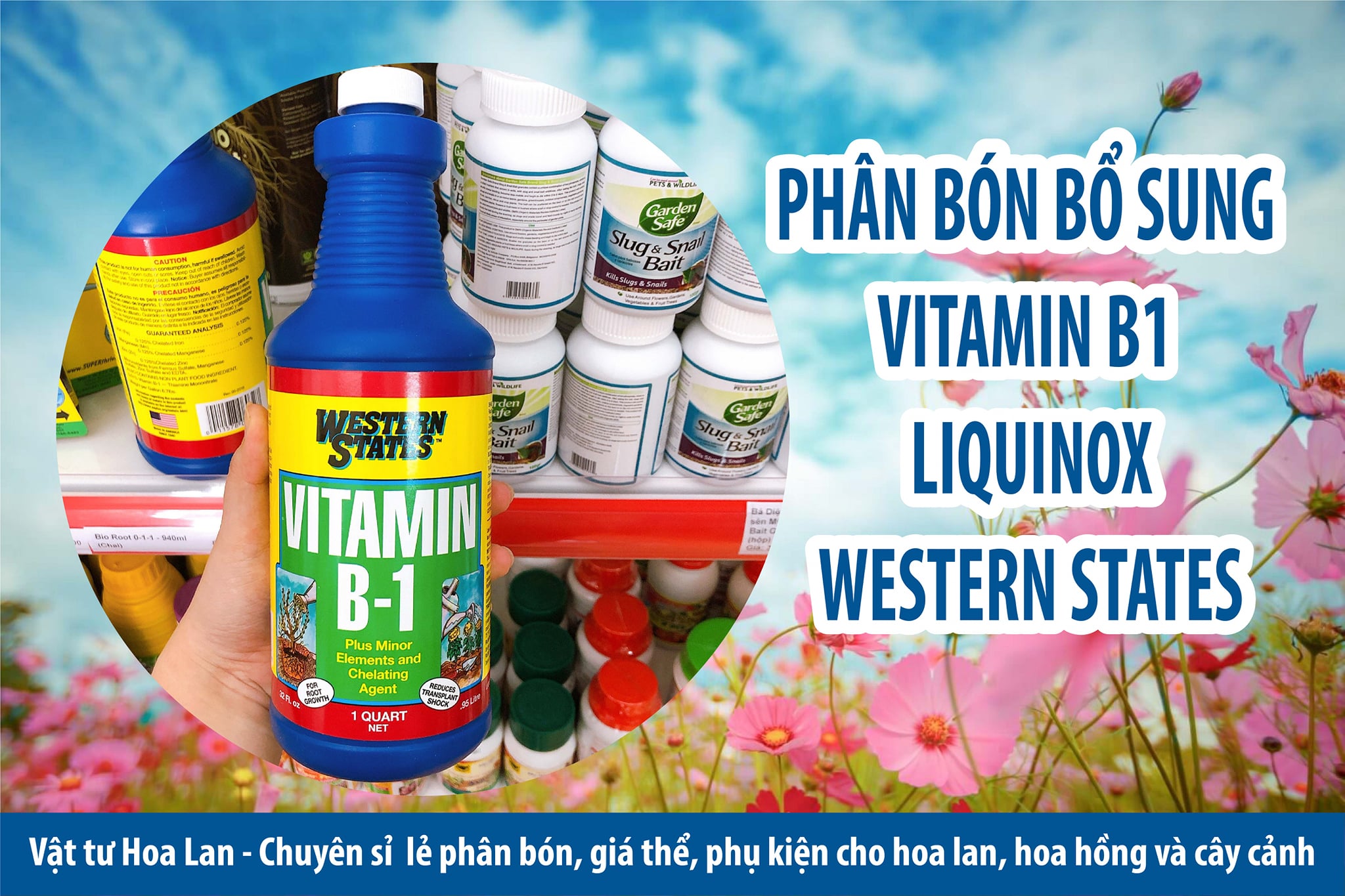 Phân bón bổ sung vitamin B1 Western States chai 946ml nhập khẩu Mỹ