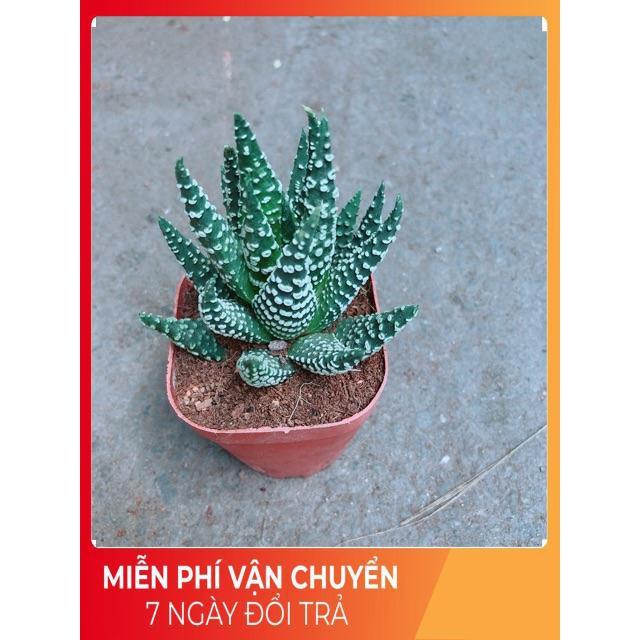 Xương Rồng Móng Rồng