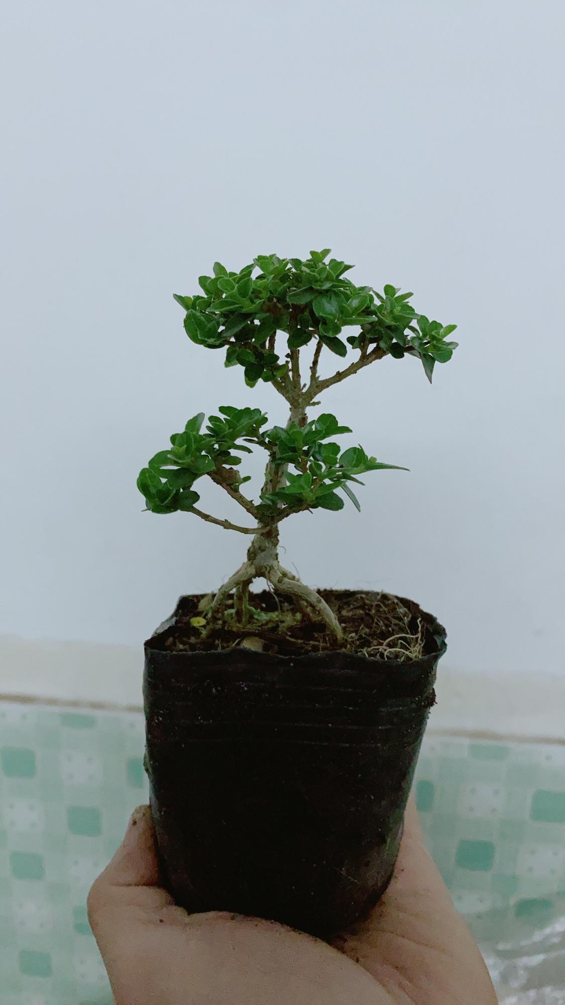 Cây Sam Hương Bonsai Mini