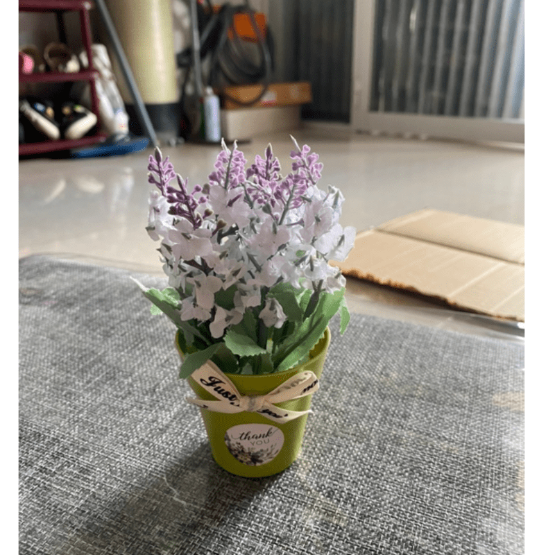 Chậu hoa lavender mini trang trí để bàn siêu xinh, GIÁ BÁN 1 CHẬU NHƯ HÌNH