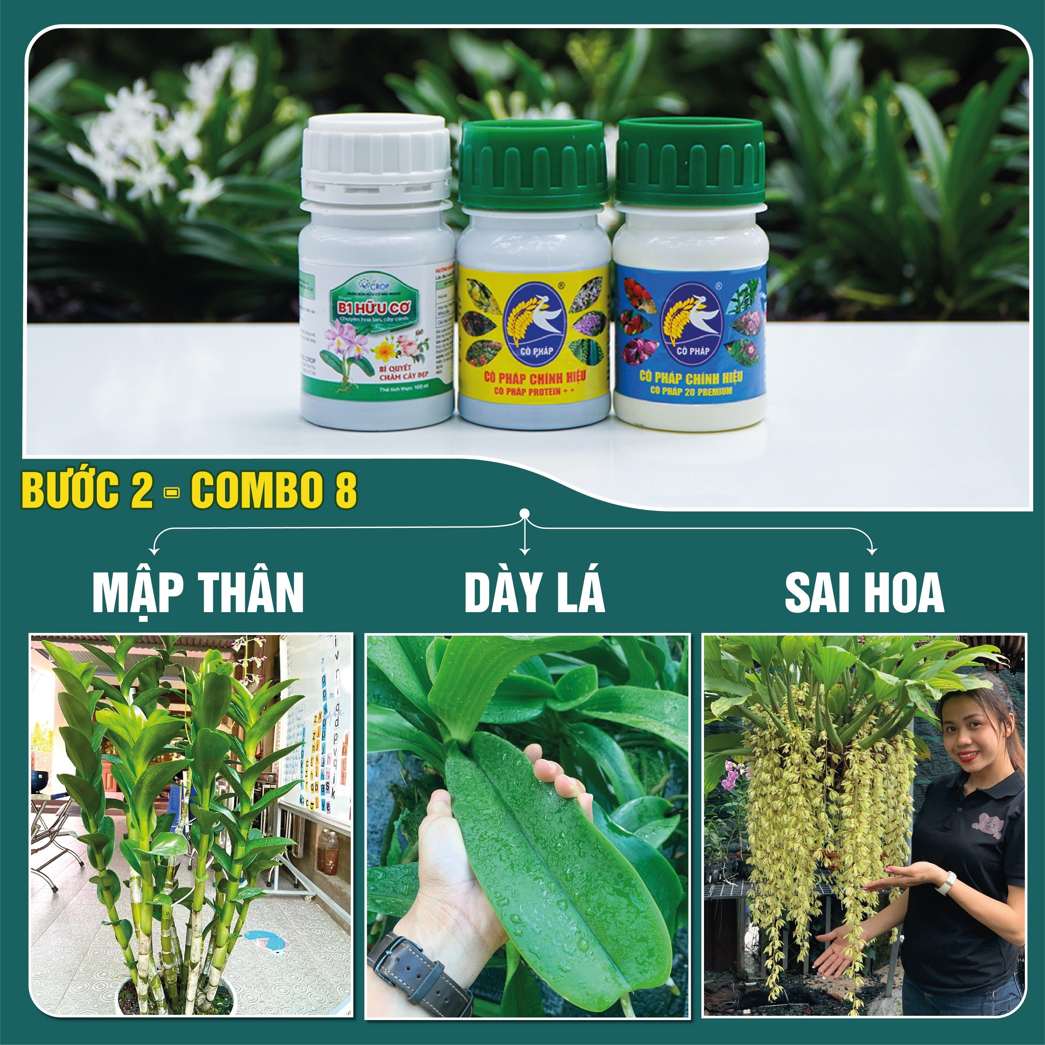 BƯỚC 2 COMBO8 100 - Phân bón giúp cây trưởng thành, ra hoa tự nhiên, dưỡng hoa, dưỡng cây /chai)