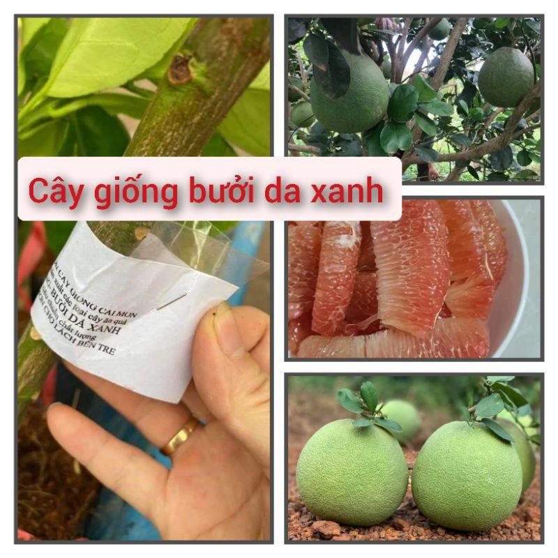 Cây giống bưởi da xanh ghép
