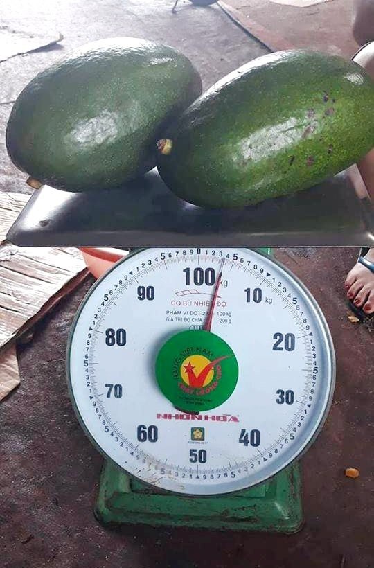 Giống bơ Thành Bích trái to khổng lồ nhất hiện nay