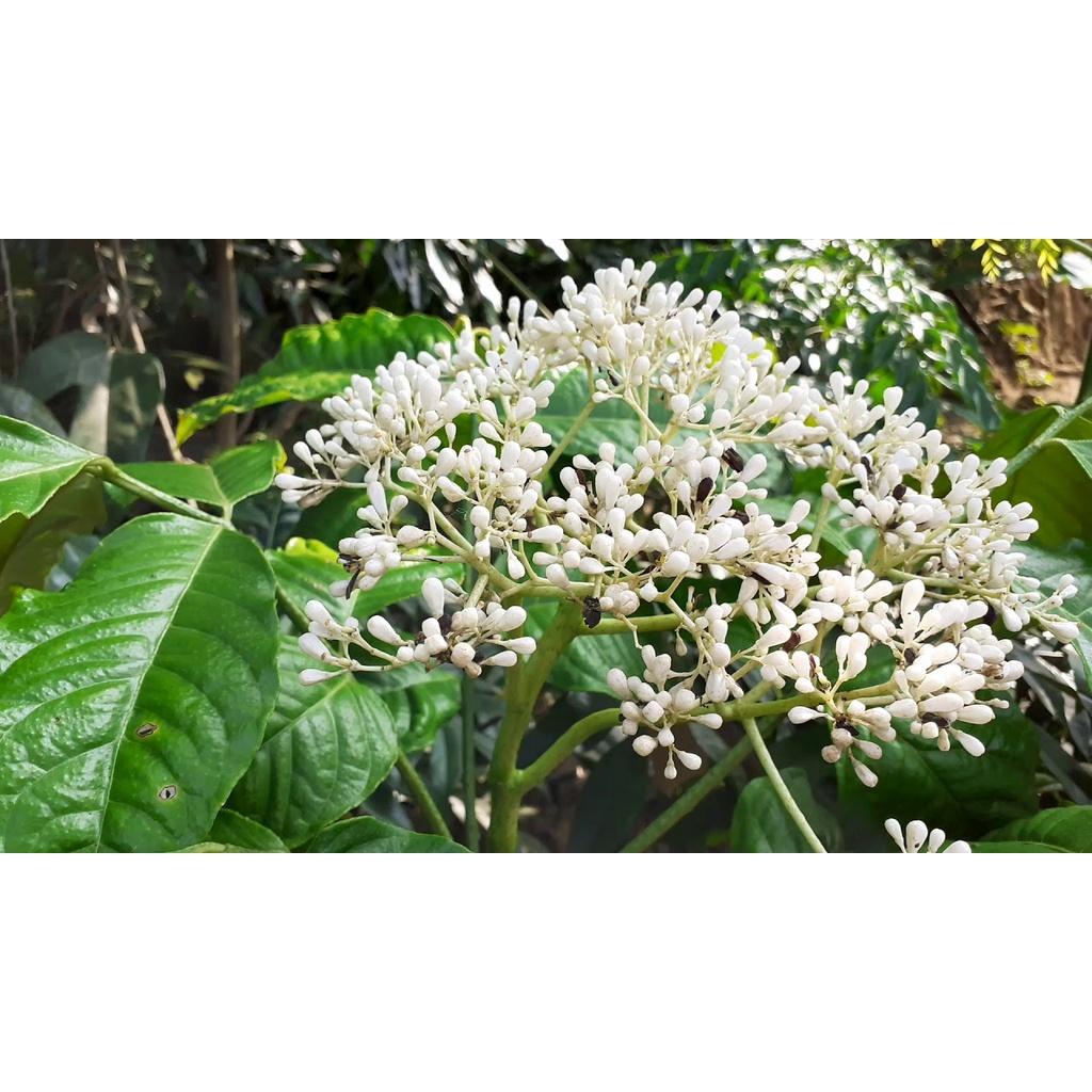 Cây húng vịt, húng rừng, cây chanh chó , cây thái gấu- cây giống