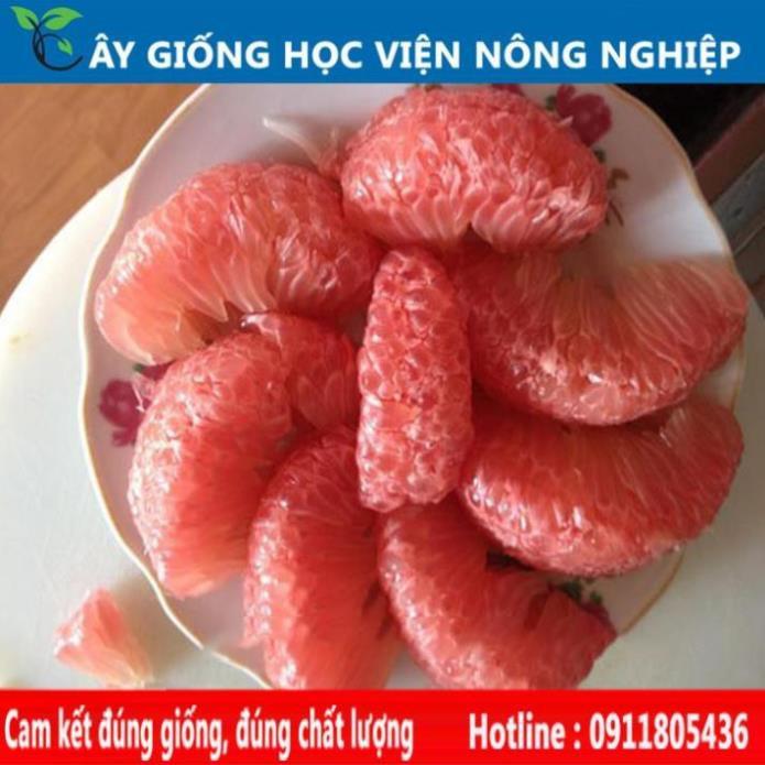 Sản phẩm Cây Ăn Trái bưởi tân lạc vỏ vàng ruột đỏ