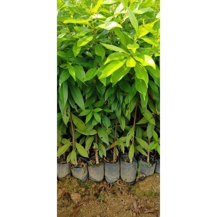 CÂY GIỐNG TRÂM THÁI LAN