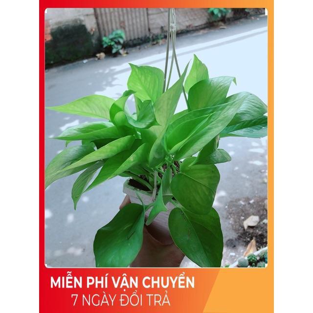 Chậu Trầu Bà Thái