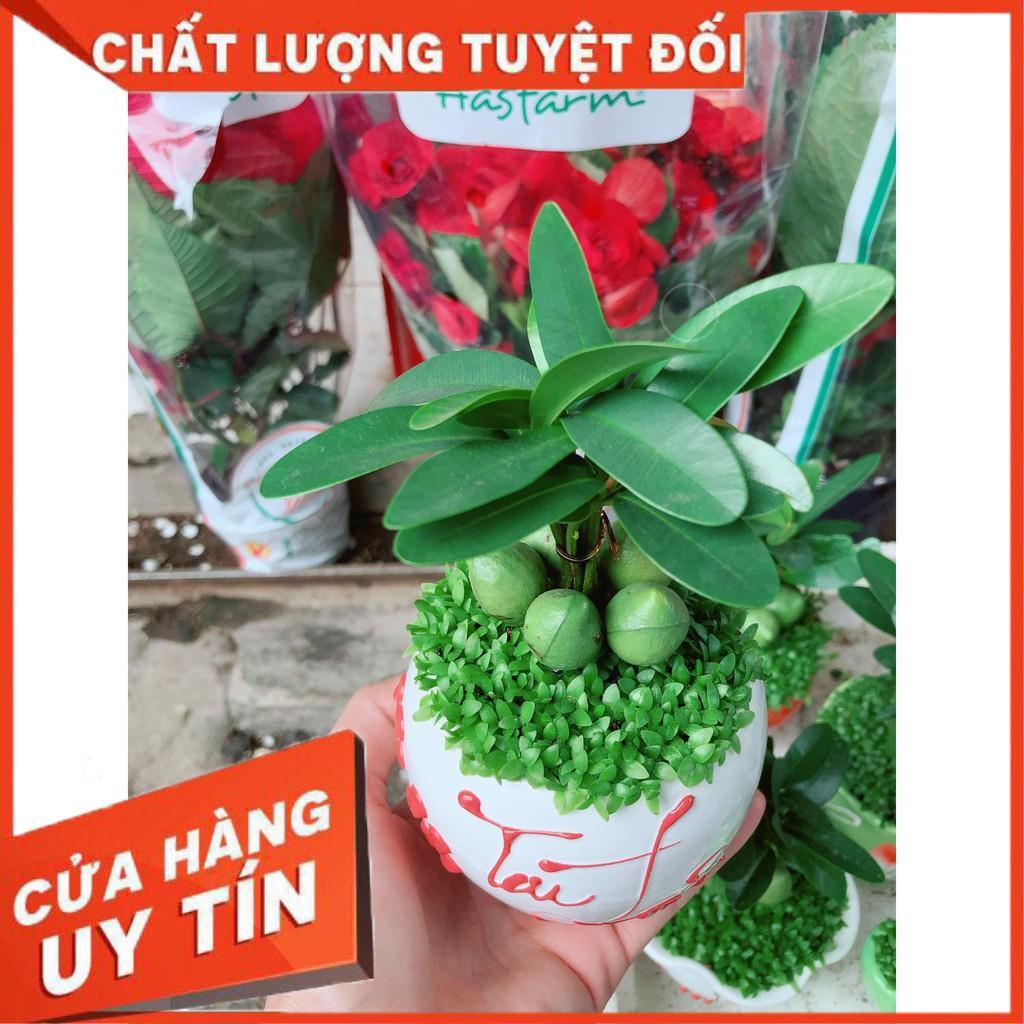 Chậu cây may mắn Nhiều Người Mua