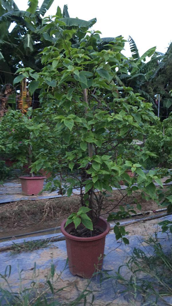 Cây hoa giấy lớn 2 màu cây đẹp chuẩn giống