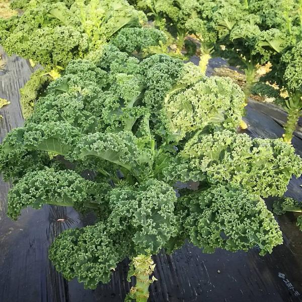 Cải xoăn kale xanh Mỹ cây to đại 6 tháng tuổi