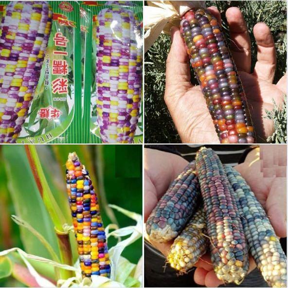 Combo 5 gói hạt giống ngô - 5 loại ngô - tặng 1 phân bón