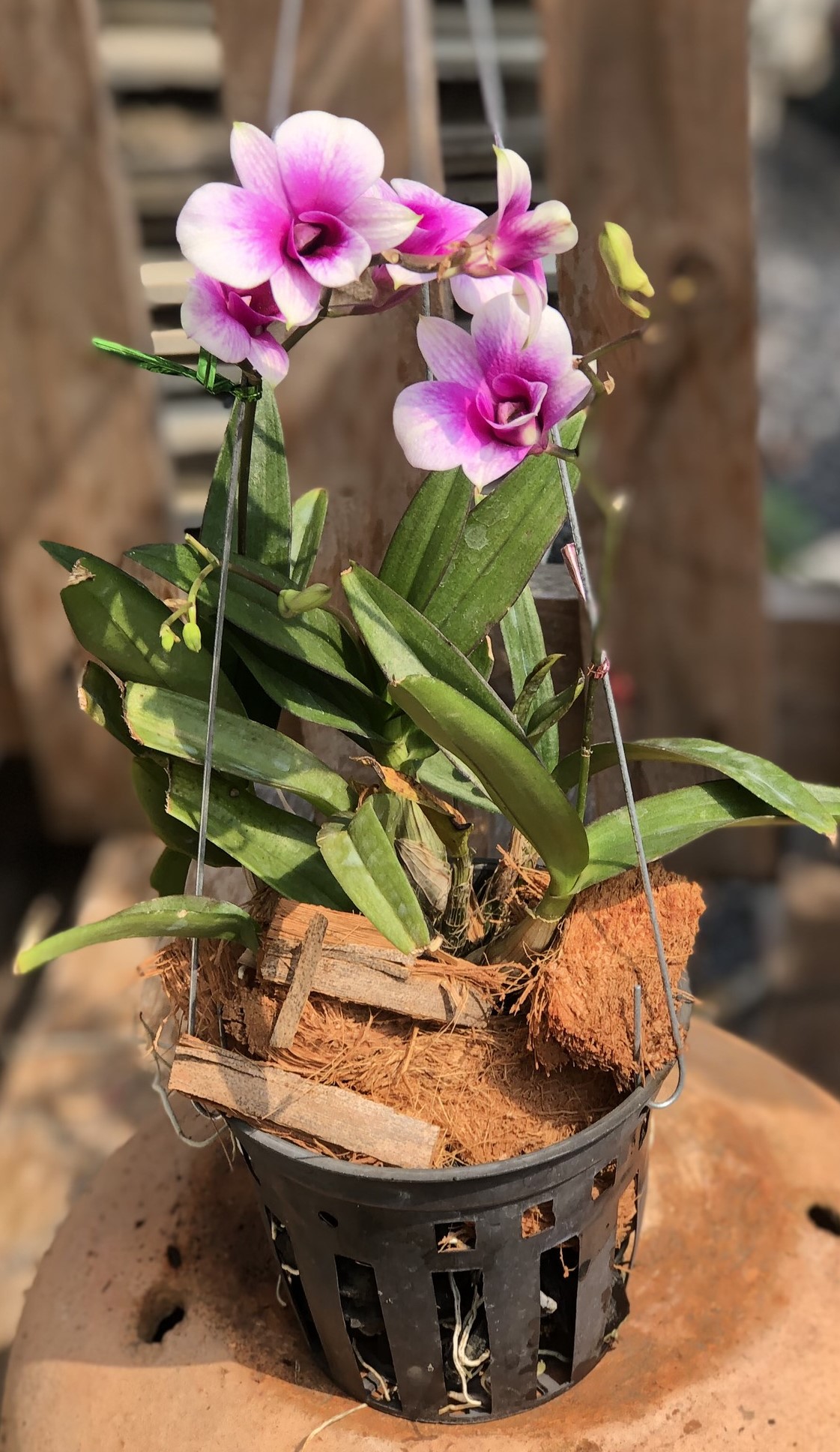 Chậu treo lan Denro Yaya
